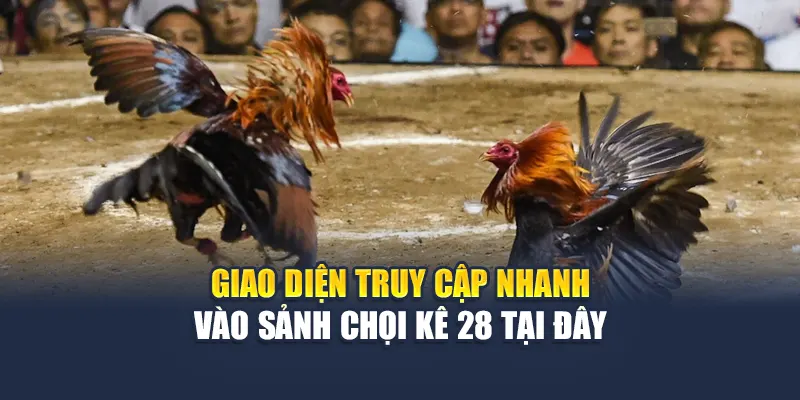 Giao diện truy cập nhanh vào sảnh chọi kê 28 tại đây