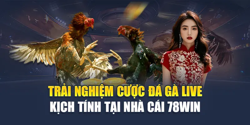 Trải Nghiệm Cược Đá Gà Live Kịch Tính Tại Nhà Cái 78WIN 4 Trải Nghiệm Cược Đá Gà Live Kịch Tính Tại Nhà Cái 78WIN