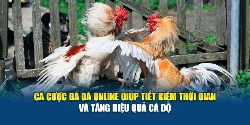 Cá cược đá gà online giúp tiết kiệm thời gian và tăng hiệu quả cá độ