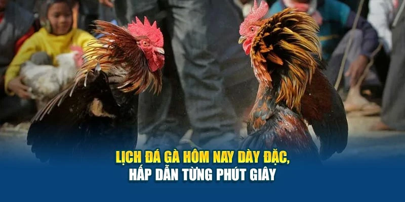Lịch đá gà hôm nay dày đặc, hấp dẫn từng phút giây